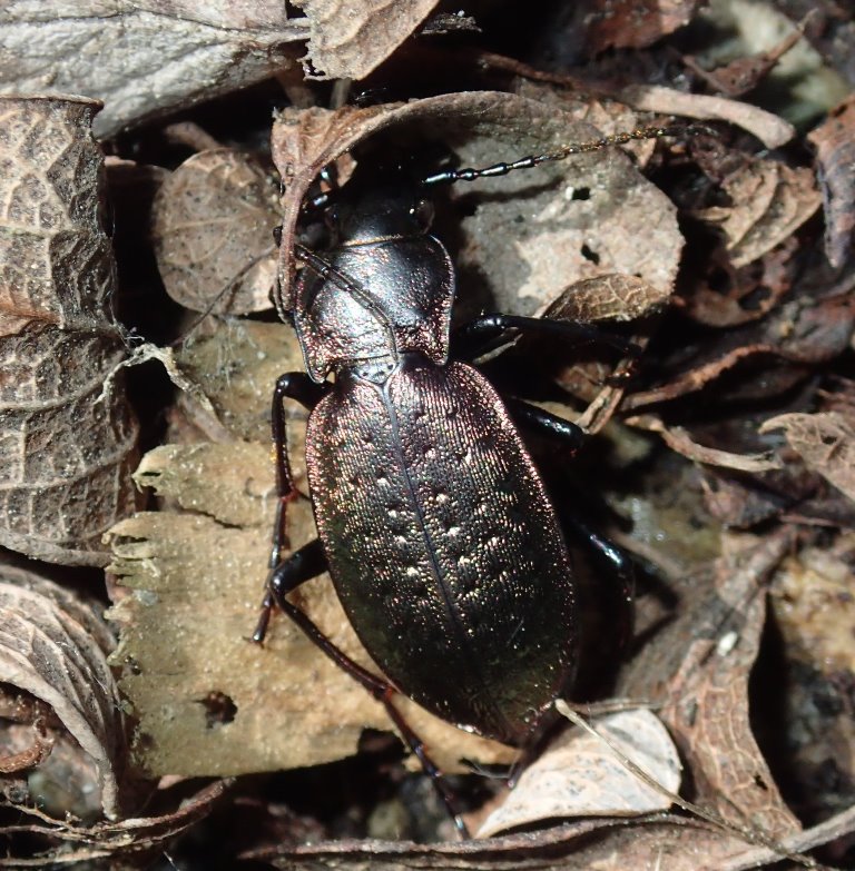 Carabus (Orinocarabus) bertolinii